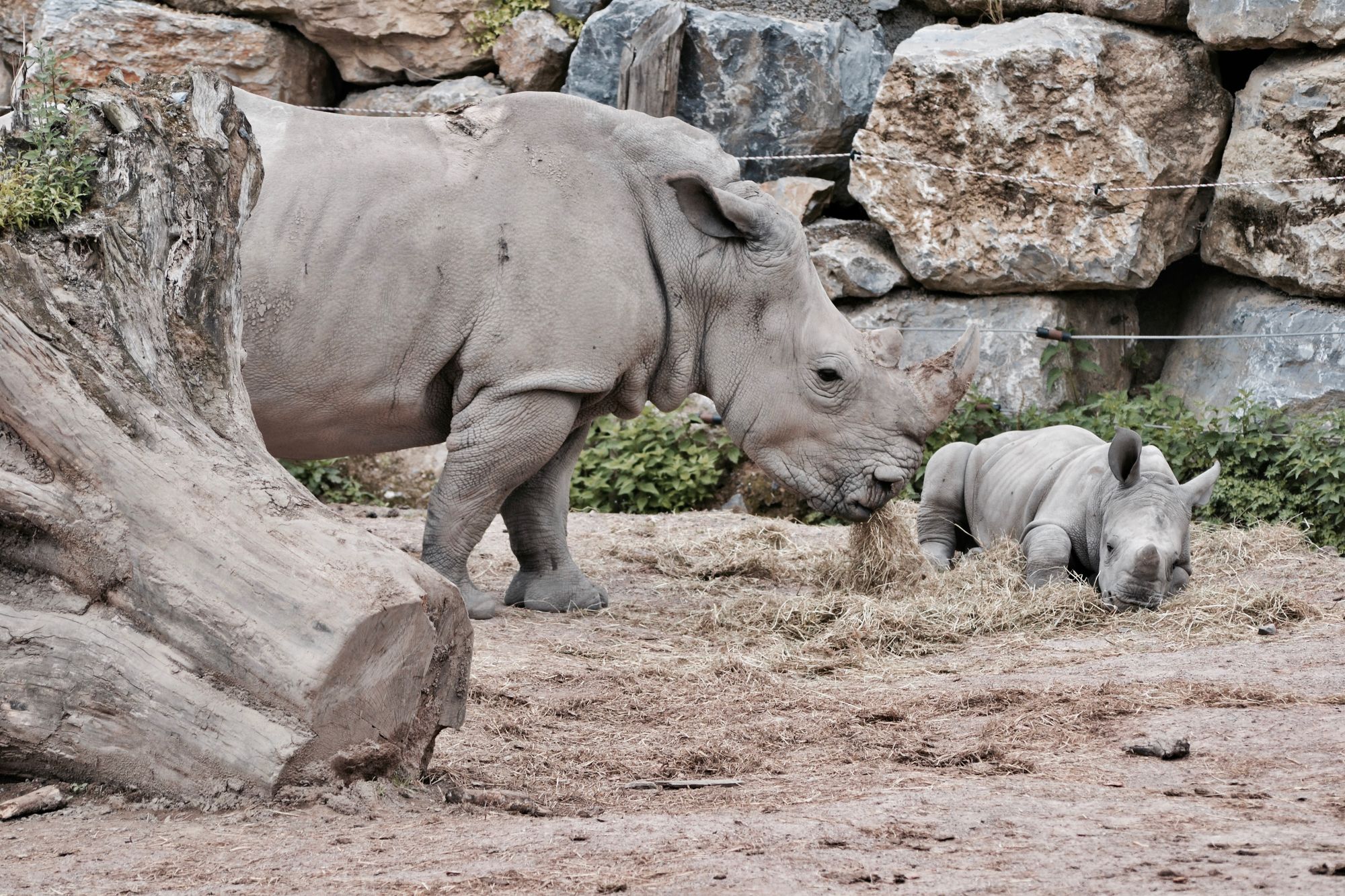 Freier Eintritt in Westfalenpark und Zoo für Kinder und Jugendliche in den Sommerferien auf den Weg gebracht